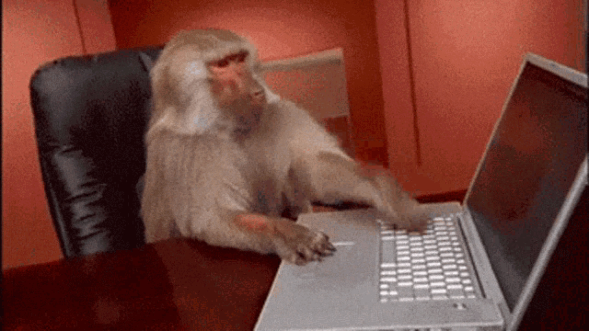 Monkey trying to code on a computer